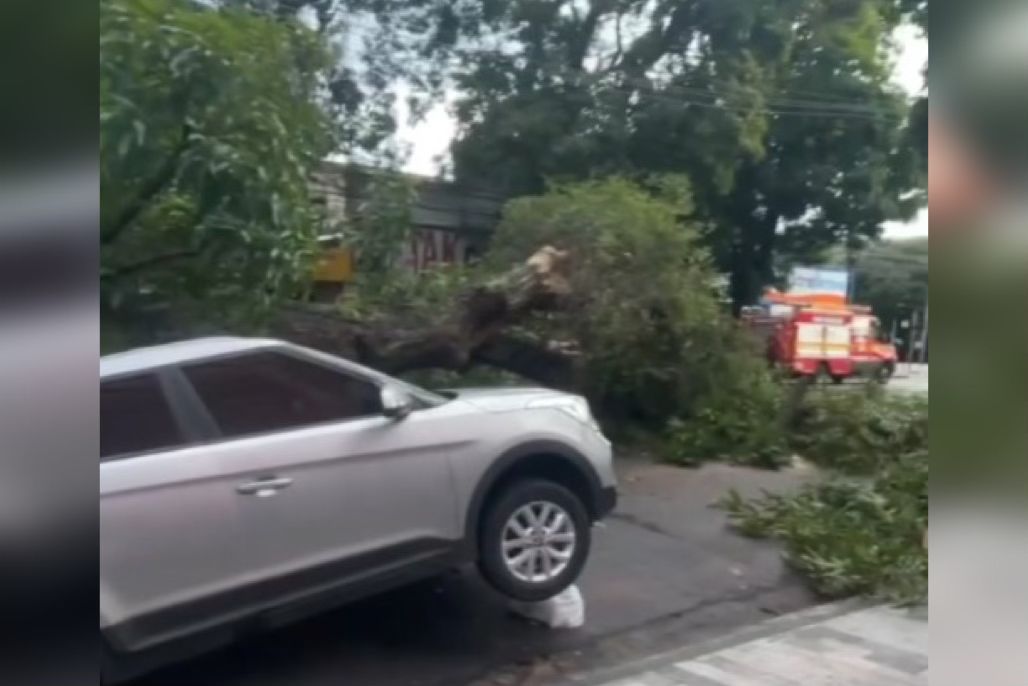 Imagem - Vídeo: queda de mangueira na Magalhães Barata causa congestionamentos, em Belém